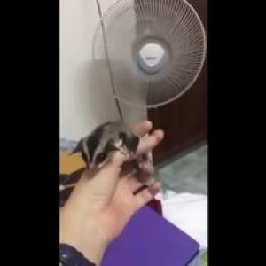 動物動画 扇風機の風で飛ぼうとするモモンガが超カワイイ ガジェット通信 Getnews