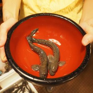 物流技術が起こした奇跡 九州に生息する珍魚 ムツゴロウに 赤坂で会える ガジェット通信 Getnews