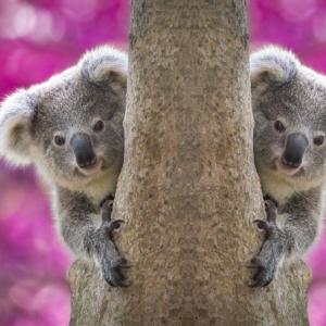 オーストラリア観光局が公開したコアラ とお姉さん の動画が話題 見ているだけで幸せ ガジェット通信 Getnews