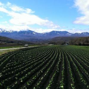 まるで北海道のような絶景 見渡す限りキャベツ畑が広がる 嬬恋村 が美しい ガジェット通信 Getnews