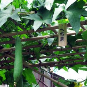 江戸っ子の洒落だった へちま の由来 ガジェット通信 Getnews