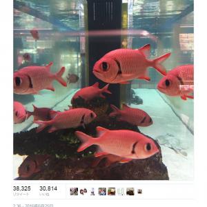 ちよ父 ねこぢる それとも 十四松 精神を不安定にさせる顔の魚がいた と Twitter で話題に ガジェット通信 Getnews