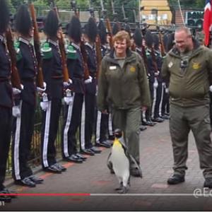 動画 ノルウェー軍近衛部隊のマスコットペンギンが准将に昇進 ニルス オーラヴ卿に敬礼 ガジェット通信 Getnews 動画 ノルウェー軍近衛部隊のマスコットペンギンが准将に昇進 ニルス オーラヴ卿に敬礼 ガジェット通信 Getnews