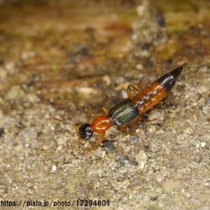 被害続出 アリにそっくり やけど虫 の被害に注意 ガジェット通信 Getnews