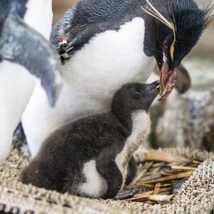 ぐうかわ 上野のパンダだけじゃない 海遊館に爆誕したイワトビペンギンの赤ちゃんを見てきた 世界初かも ガジェット通信 Getnews