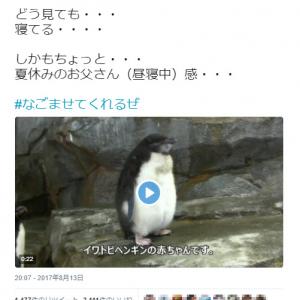 動画 赤ちゃんなのに おっさん ぽい ペンギンの立ち寝姿がなごむ ガジェット通信 Getnews