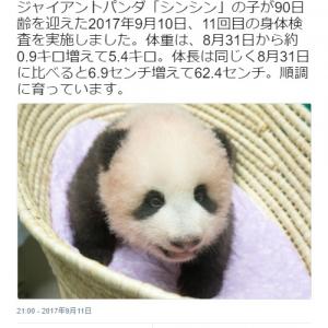 可愛い 上野動物園の赤ちゃんパンダがすくすく育つ 名前が楽しみ