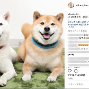 お父さん まるの 日本犬 コンビがかわいすぎるっ カメラ目線でにっこりスマイル ガジェット通信 Getnews