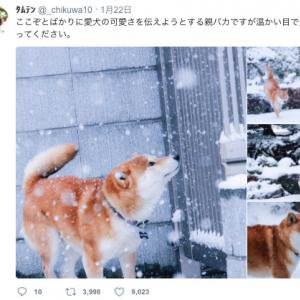 Twitterで 雪 犬 雪 猫 と検索すると幸せになれる件 ガジェット通信 Getnews