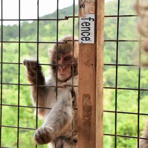 サルの楽園 ひたすら餌をもらう 嵐山モンキーパーク の猿たちが怠惰すぎる 動画 ガジェット通信 Getnews