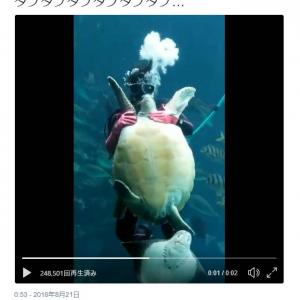 ウミガメをタプタプタプタプタプタプする動画がすごい 安西先生ーー タプタプしてみたい ガジェット通信 Getnews