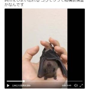 コウモリがあくびをする動画にコメント集まる こんなかわいいコウモリ初めて見た 耳がぴこぴこ ガジェット通信 Getnews