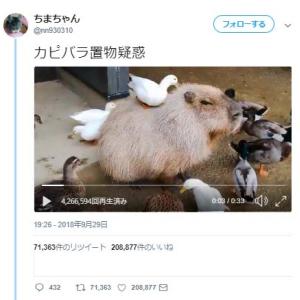 大流行中 カピバラさん専用 O O その他 Iowatribeofkansasandnebraska Com