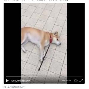 お家へ帰るよ の呼びかけで ごろ寝 する犬に おいて行くよ と言った結果 切り替えの早さ 笑 ガジェット通信 Getnews