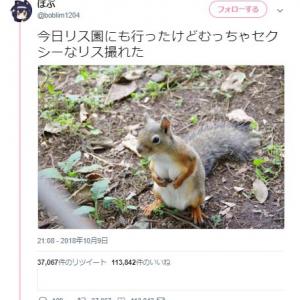 むっちゃセクシーなリス撮れた ツイートが反響 谷間がボイン ボイン 負けました ガジェット通信 Getnews