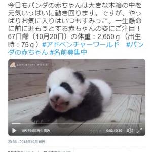 パンダの赤ちゃんはすみっこがお気に入り 公式動画ツイートに どんな動きにも癒されてしまいます パンダファン歓喜 ガジェット通信 Getnews