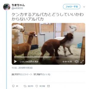 ケンカするアルパカとどうしていいかわからないアルパカ 動画ツイートが話題に ガジェット通信 Getnews