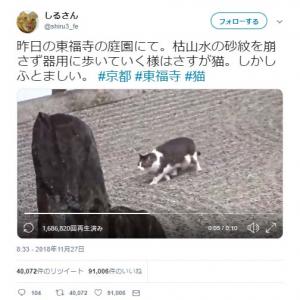 枯山水の砂紋を崩さず器用に歩いていく猫の姿に 肉球も残らないのか この忍猫 動きが機敏かつ慎重 の声 ガジェット通信 Getnews