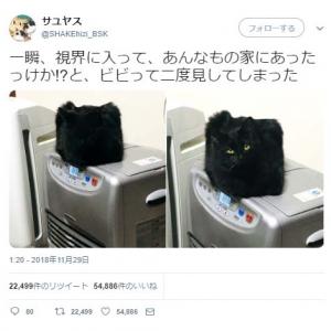 猫それとも箱u2026u2026？ 謎のボックスに「メーテルの帽子かと思いました 