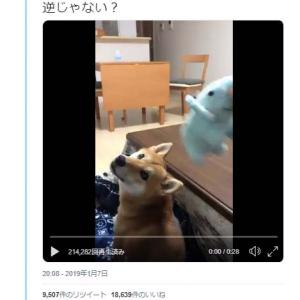 柴犬と 取ってこい遊び をしようとした結果 猫も取りに行くんですね ドヤ顔 ガジェット通信 Getnews