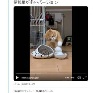 猫が雪だるまを猫パンチする動画が話題に 崩した時に申し訳なさそうなのが和みますね 空振り猫パンチの愛らしさよ ガジェット通信 Getnews