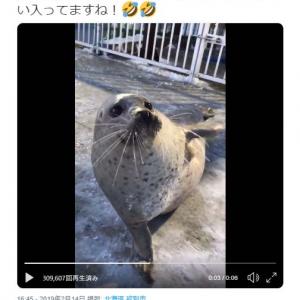 アザラシが自らの腹を叩く動画ツイートが話題に このドヤ顔好き たぷんたぷんとゆれるよ ガジェット通信 Getnews