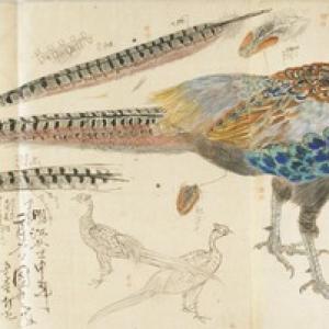3月22日は何の日 雉 キジ が日本の国鳥になった日 ガジェット通信 Getnews