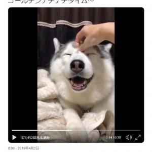 ハスキー犬を なでなで した結果 ナデナデの余韻に浸ってるお顔も尊い あ アザラシ ガジェット通信 Getnews