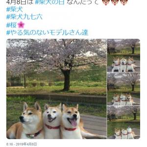 柴犬が3匹並んだ結果 なにこの可愛いケルベロス 3人いると 可愛さ9倍 ガジェット通信 Getnews