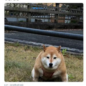 柴犬が力士のように強そうな姿に 土俵入りのよう これはハッケヨイーヌですわ の声 ガジェット通信 Getnews