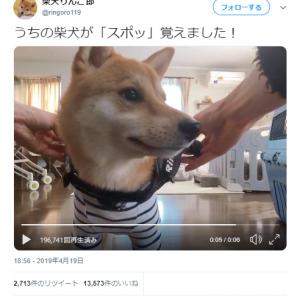 柴犬が スポッ を覚えた動画に 決め顔がイケメン過ぎます 気持ちいいくらい 上手くハマるね の声 ガジェット通信 Getnews