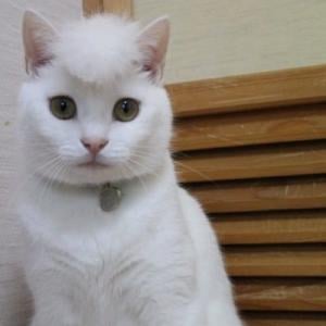 令和のなめ猫 ネコ界の氣志團 リーゼント姿のニャンコが話題 ガジェット通信 Getnews