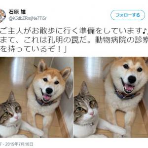 お散歩 動物病院 柴犬と猫の様子に 純粋に喜ぶイッヌと真実を見極めてるネッコ の声 ガジェット通信 Getnews