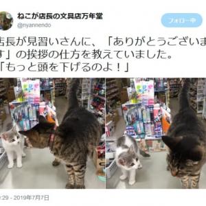猫店長が見習い猫店員に接客の基本を伝授 挨拶の仕方を丁寧に指導中 ガジェット通信 Getnews