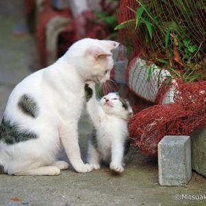 ねこ好き集合 動物写真家 岩合光昭の写真展 こねこ が8月2日 金 から美術館 えき Kyotoにて開催 ガジェット通信 Getnews