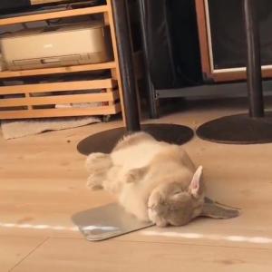 ウサギがアルミ板に寝っ転がる動画が話題に ひっくり返るように横になりますよね ガジェット通信 Getnews ウサギがアルミ板に寝っ転がる動画が話題に ひっくり返るように横になりますよね ガジェット通信 Getnews