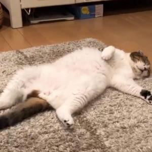 猫が仰向けにくつろぐ姿に 早くうち帰ってこうなりたい これ 私だ 共感の声多数 ガジェット通信 Getnews