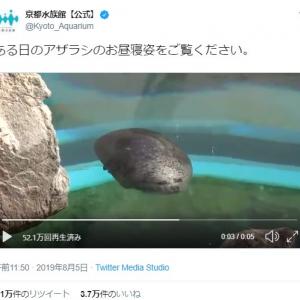 アザラシがお昼寝した結果 軽石に見えました 玉こんにゃく ガジェット通信 Getnews