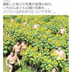 お相撲さん ひまわりが海外でもめっちゃ話題に ガジェット通信 Getnews