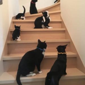 ねこトラップが発動した 階段にねこ障害発生で飼い主はのぼれない ガジェット通信 Getnews