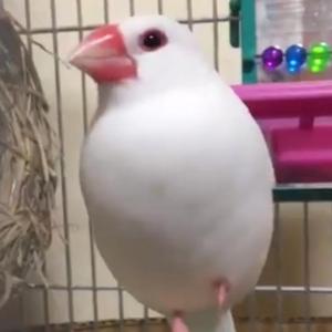 文鳥が足を体に収める動画に よっ 収納上手ッ の声 ガジェット通信 Getnews
