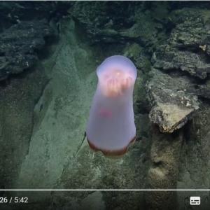 深海には面白い生物がいっぱい 変形可能な半透明の体を持つクラゲ ディープスタリア Deepstaria ガジェット通信 Getnews