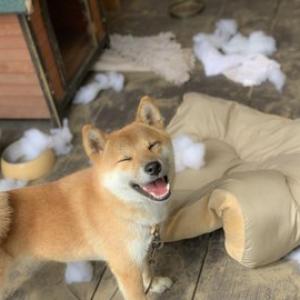 柴犬が台風のように暴れ散らした結果 やりましたご主人 褒めて 褒めて どや顔 ガジェット通信 Getnews