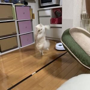 猫が強そうな猫パンチを繰り出す姿が話題に 世界を獲れる左 ガジェット通信 Getnews