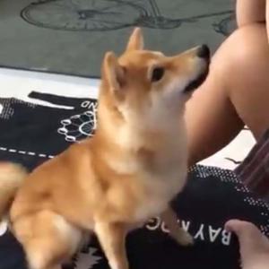 柴犬が 待て をした結果 落ち着きないけど 一応待ててます お手手パタパタ ガジェット通信 Getnews