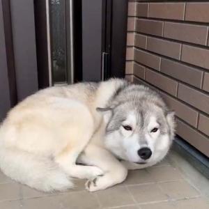 犬も寝ぼけてる時ってこんな感じですよね 飼い主が帰ってきたのに最初気づかなかった犬が話題に ガジェット通信 Getnews