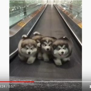 動く歩道と仔犬とビージーズの名曲がこれほど癒し効果があるとは この幸福こそ世界に必要なもの ガジェット通信 Getnews