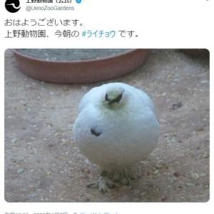 上野動物園 今朝のライチョウです ツイート投稿に まん丸まるまる でっかいカブみたい の声 ガジェット通信 Getnews