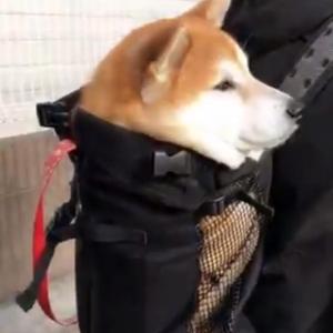 柴犬が背負われて初詣に行った結果 温かくて良いリズムでウトウト 楽ちんだワ ン ガジェット通信 Getnews