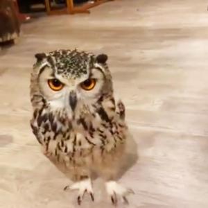 フクロウが駆け寄る動画に ちょっとドヤ顔の表情もいい 途中からエコモードに切り替わる の声 ガジェット通信 Getnews